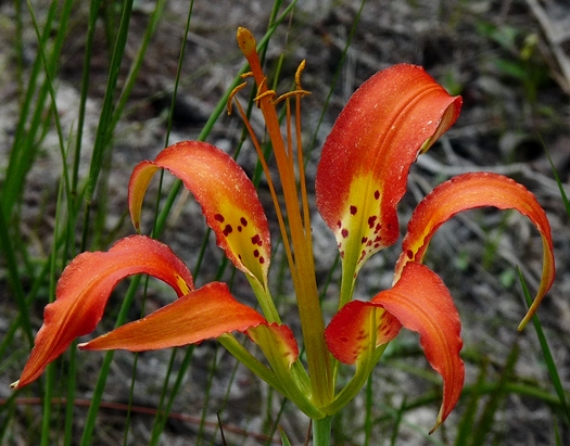 {Lilium catesbaei}
